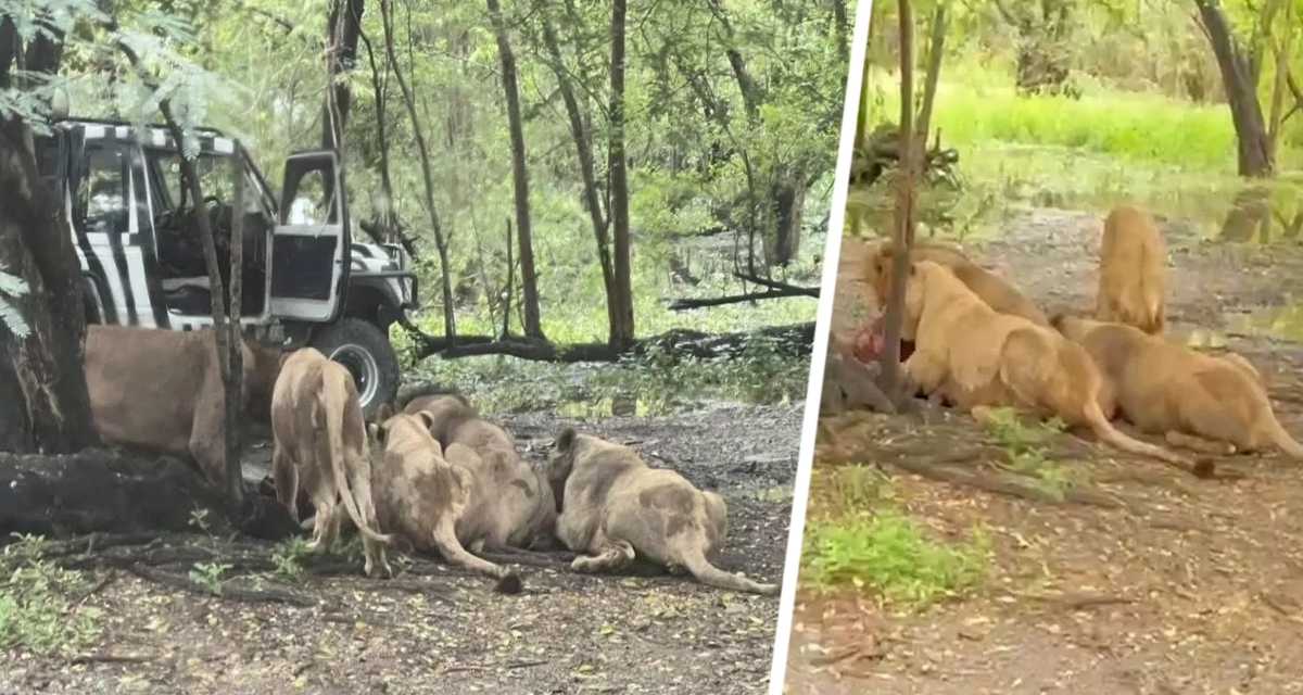 Таиланд в шоке: львы съели человека заживо на глазах у туристов Таиланд в шоке: львы съели человека заживо на глазах у туристов