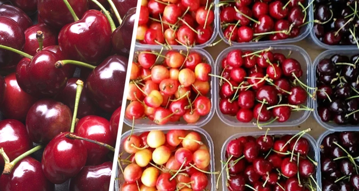 Крымский фруктовый рай: топ-6 сочных даров лета, созревших в конце июня-начале июля