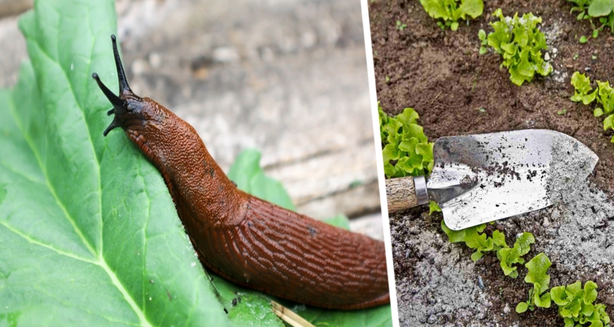 Дачный «Исход Слизней»: неожиданный эффект одного растения вызвал миграцию вредителей на соседние участки Дачный «Исход Слизней»: неожиданный эффект одного растения вызвал миграцию вредителей на соседние участки