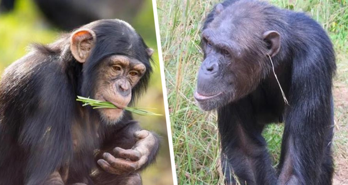 Прогулка по Санье: подводные сокровища и морские приключения - Остров Обезьян (Monkey Island)