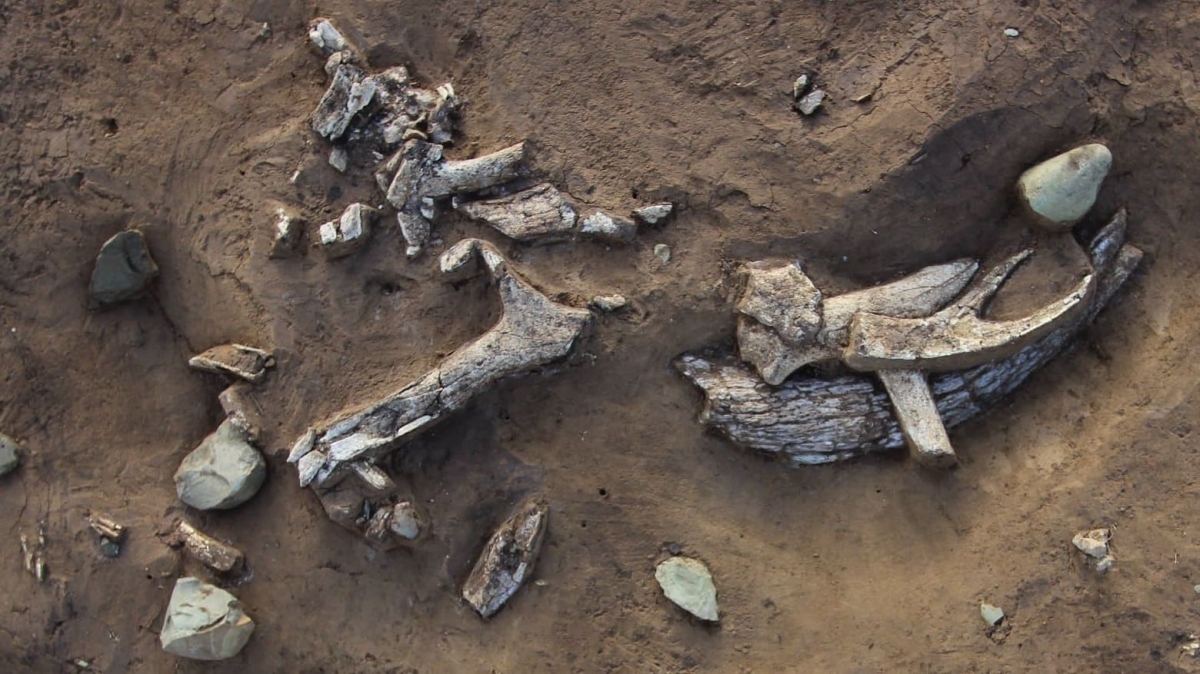 Возраст стоянки древних людей в Красноярске увеличили на 10 000 лет