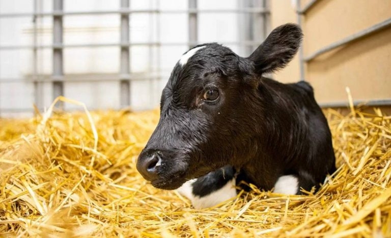 Клонированные телята родились на ферме в России 