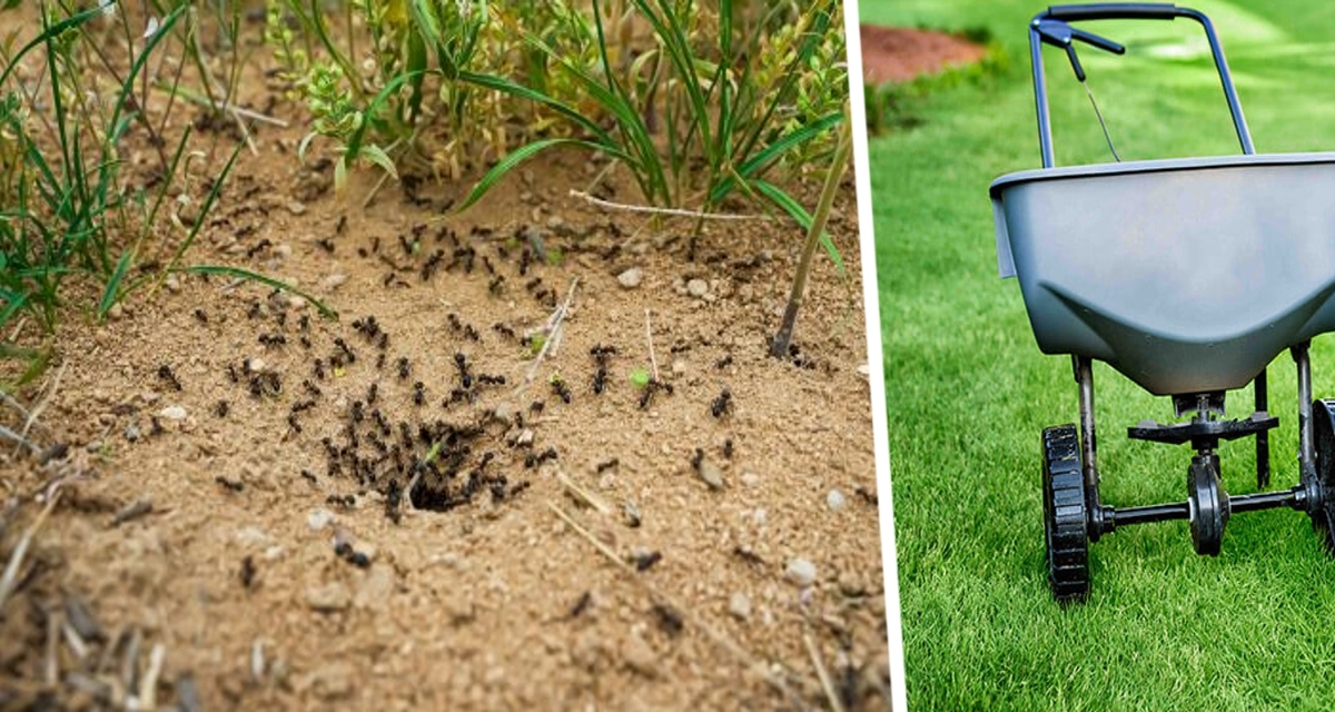 Как на даче справиться с муравьями: названы лучшие способы