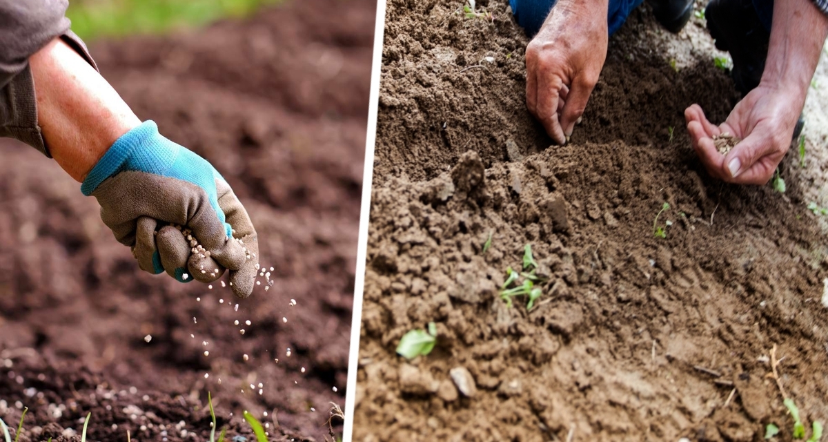 Не упустите июнь: вот 5 огородных культур, которые еще не поздно посадить Не упустите июнь: вот 5 огородных культур, которые еще не поздно посадить