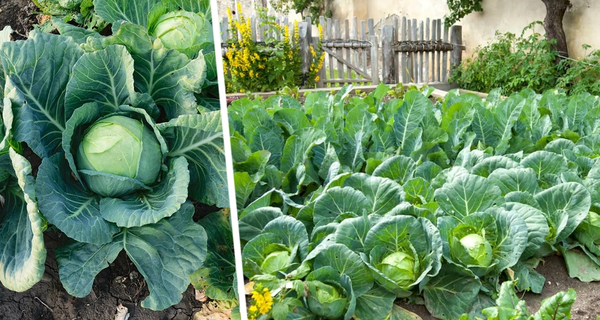 Капустная белянка: Августовский вызов. Стратегии защиты кочанов