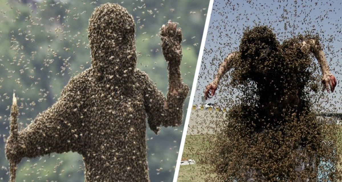 Укусила пчела на даче: как вытащить жало без пинцета и что делать дальше Укусила пчела на даче: как вытащить жало без пинцета и что делать дальше