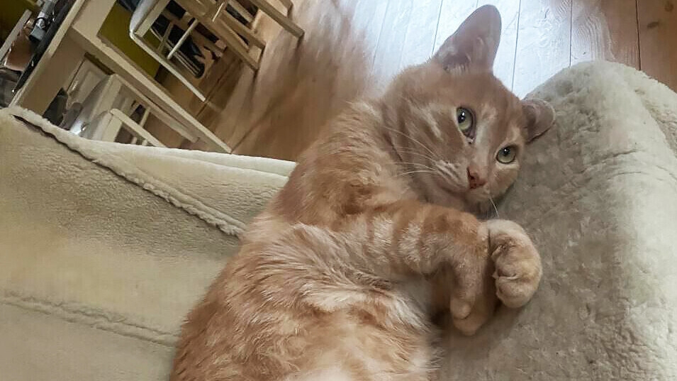 Нашелся кот Владимира Пономарева. Животное искали более суток