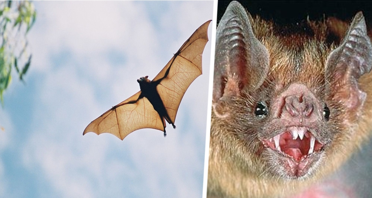 В Китае найдены 20 новых вирусов летучих мышей, вызывающих воспаление мозга у человека В Китае найдены 20 новых вирусов летучих мышей, вызывающих воспаление мозга у человека