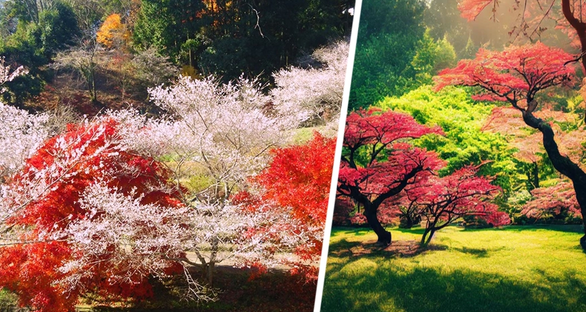 Зимняя сакура + алый клён момидзи: секреты осенней Японии в сердце японской осени Зимняя сакура + алый клён момидзи: секреты осенней Японии в сердце японской осени
