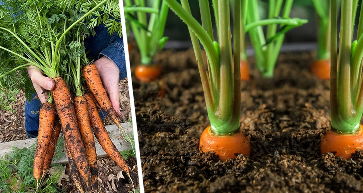 Морковный август: Секреты ухода для сочных корнеплодов