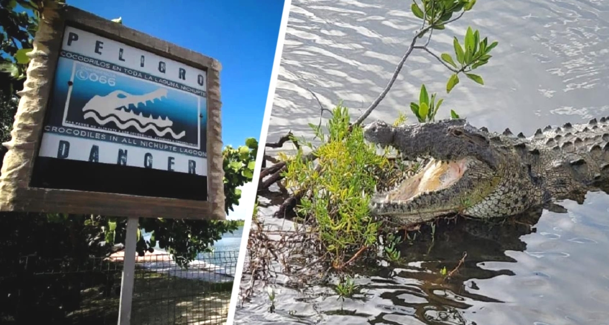 Крокодил атаковал туриста на территории отеля