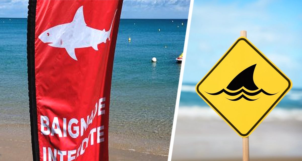 В Хургаде срочно закрываются пляжи отелей: российские туристы в Египте опять под ударом акул