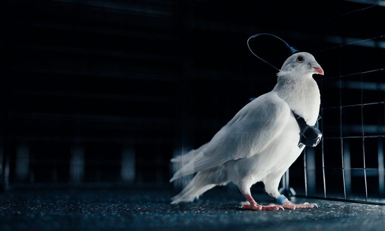 Голубей-биодронов с нейрочипами сделали в России