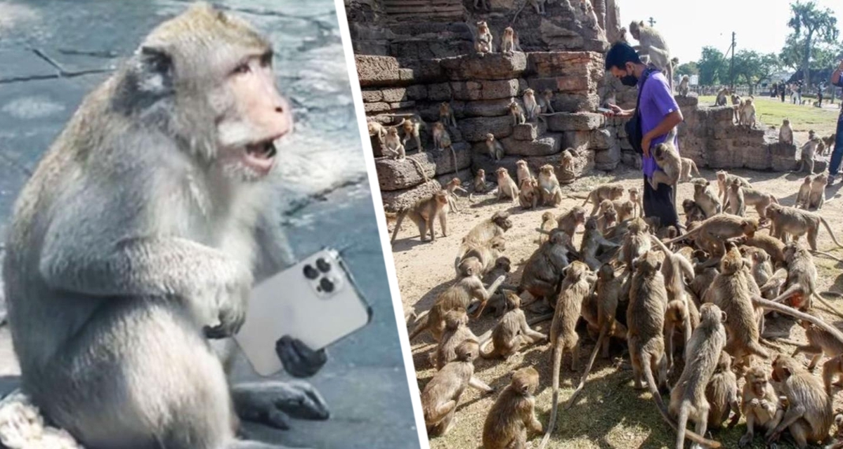 Погром в Таиланде: сотни обезьян грабят машины, дома и штурмуют полицейский участок