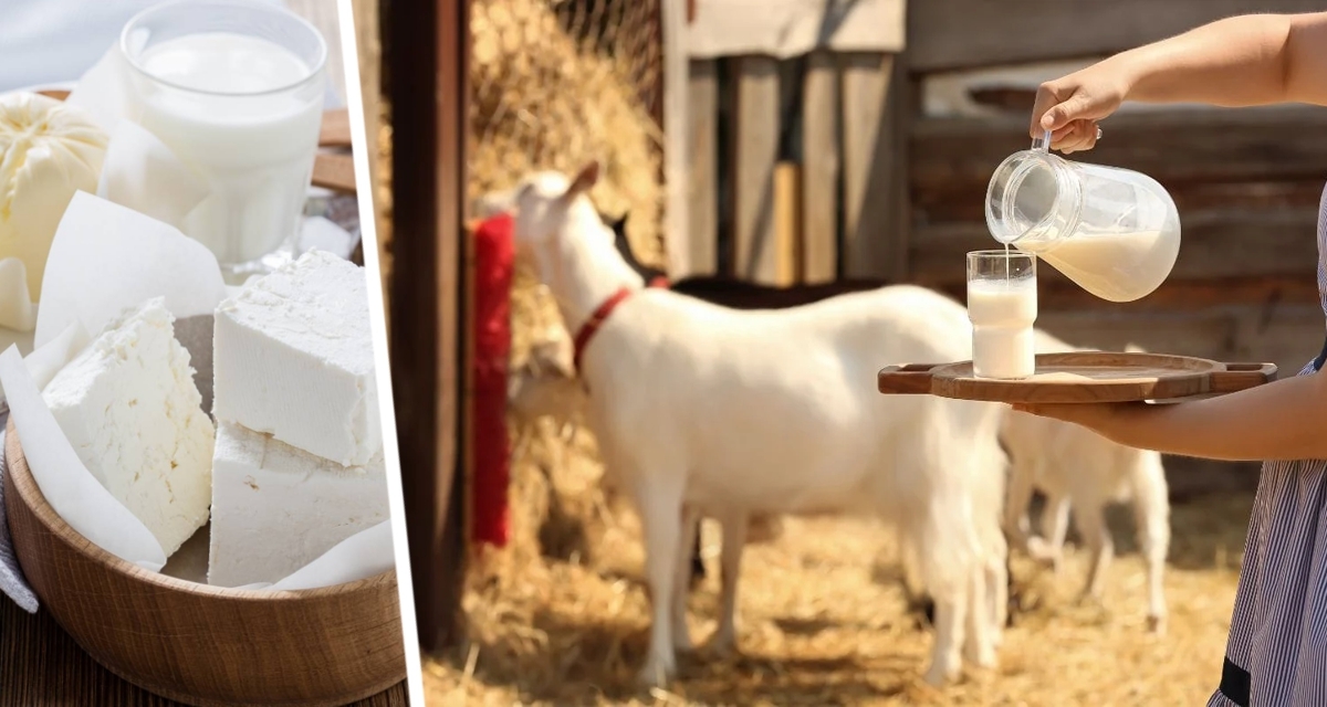Козье молоко: забытое «белое золото» итальянских домов возвращается? Козье молоко: забытое «белое золото» итальянских домов возвращается?