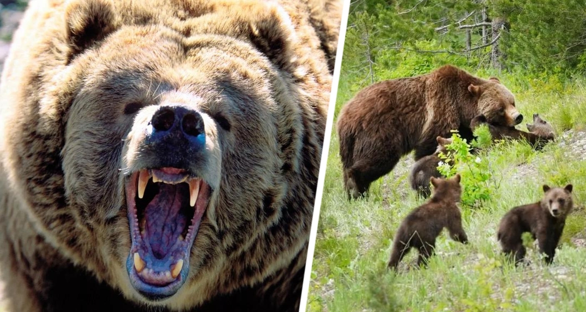 Русский медведь VS русский турист: невероятная схватка на Байкале, в которой победил турист Русский медведь VS русский турист: невероятная схватка на Байкале, в которой победил турист