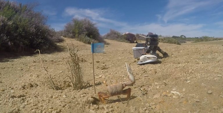 Робот, напечатанный на 3D-принтере, поборолся с крабами за самок