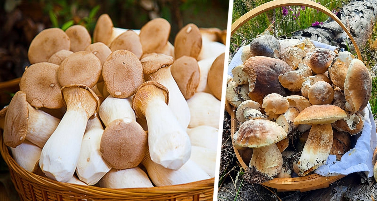 Осенний лес зовет: где москвичам искать грибное Эльдорадо в 2025 году