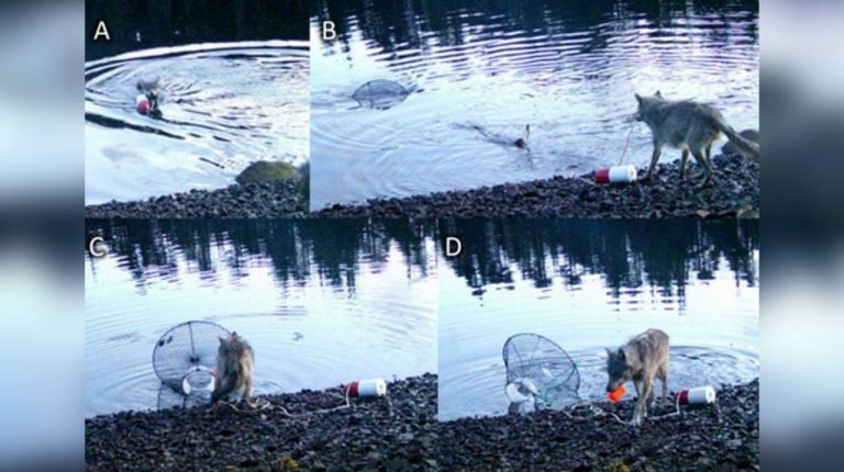 Посмотрите, как дикая волчица сама научилась использовать ловушки для добычи пищи