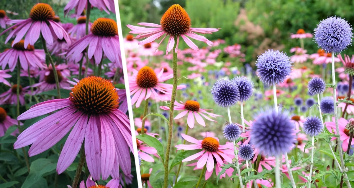 Посадил и забыл: Топ-10 неприхотливых цветов многолетников для ленивого дачника