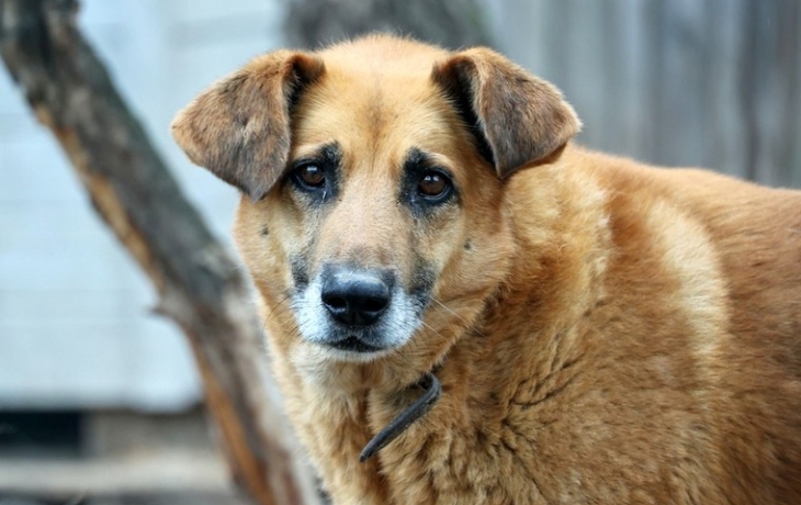 В Нижнем Новгороде предупредили о массовом убийстве бездомных животных
