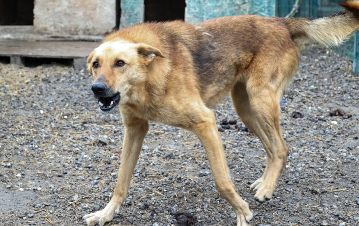 Водитель спас жителя Кузбасса от стаи бездомных собак