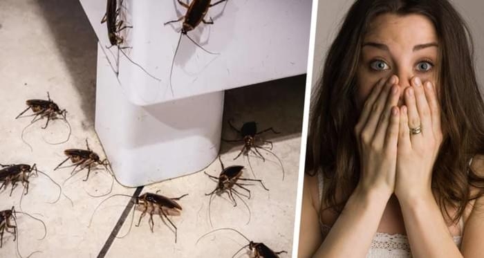 Полчища тараканов начали одновременно выползать из всех точек канализации на популярном курорте: туристы в ужасе Полчища тараканов начали одновременно выползать из всех точек канализации на популярном курорте: туристы в ужасе