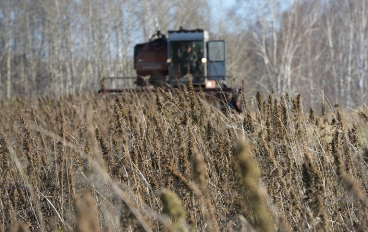 На Украине упростят выращивание конопли