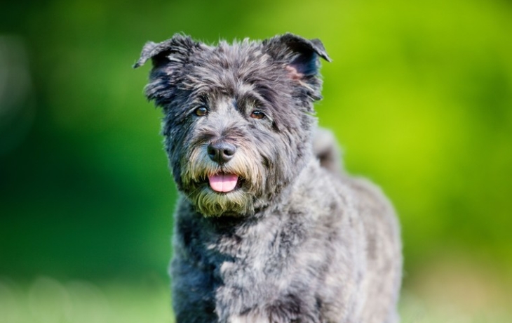 Стала известна самая красивая порода собак по принципу Золотого сечения Стала известна самая красивая порода собак по принципу Золотого сечения