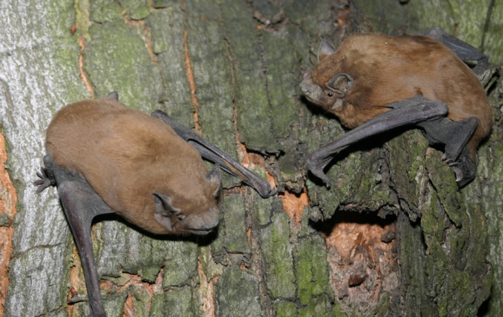 Раскрыта тайна миграции летучих мышей: они могут &laquo;оседлать шторм&raquo;