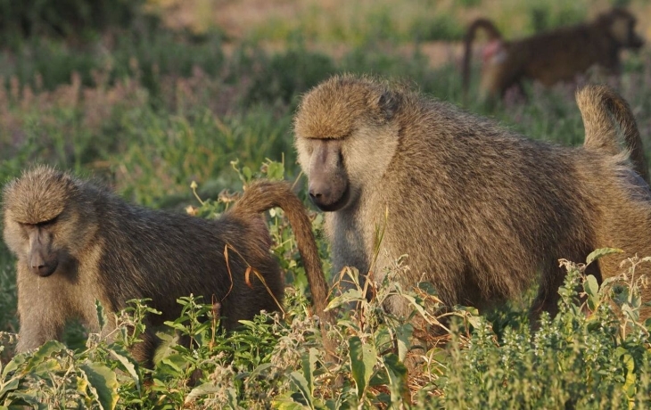 Цена лидерства: альфа-самцы платят здоровьем за свой статус Цена лидерства: альфа-самцы платят здоровьем за свой статус