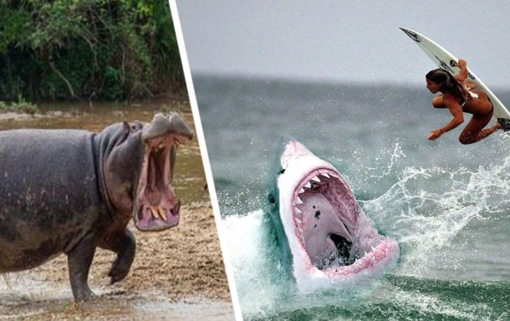 Кто нападает и кусает российских туристов? Названы самые опасные животные и страны Кто нападает и кусает российских туристов? Названы самые опасные животные и страны