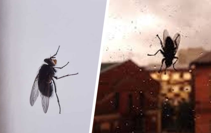 Одно натуральное средство - и мухи будут держаться подальше от вашего дома или квартиры