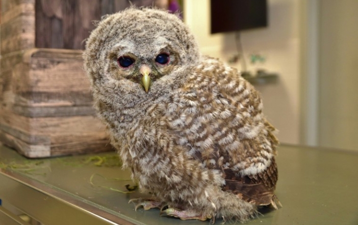 Подмосковные ветеринары вернули краснокнижному совенку возможность летать Подмосковные ветеринары вернули краснокнижному совенку возможность летать