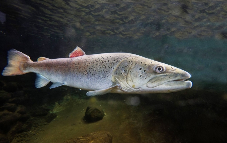 За отлов беглого лосося норвежским рыбакам предложили крупную награду За отлов беглого лосося норвежским рыбакам предложили крупную награду