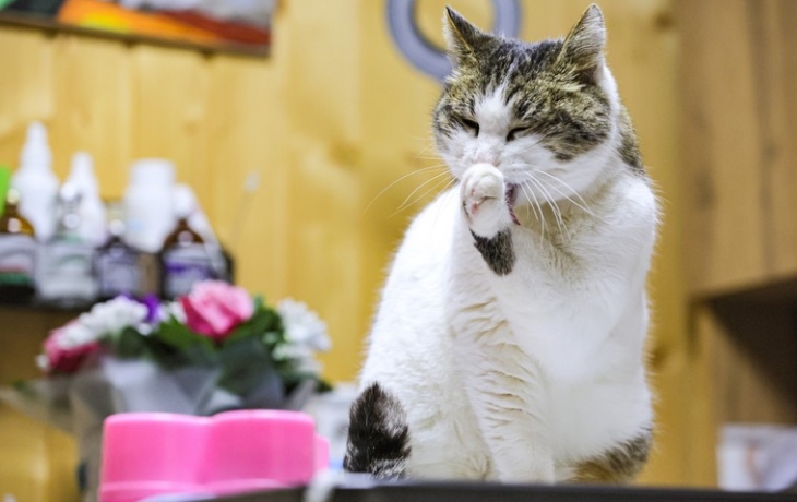 Стало известно, вернется ли спасенная кошка Муся в «Ласточкино гнездо» Стало известно, вернется ли спасенная кошка Муся в «Ласточкино гнездо»