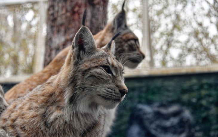 Стало известно, где можно встретить рысь в Подмосковье