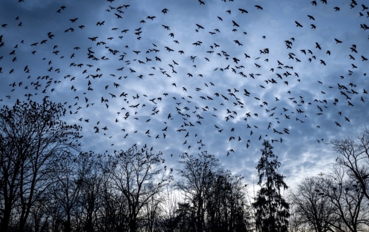 Вороны захватили город в Амурской области и &laquo;загадили&raquo; администрацию
