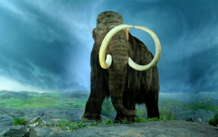 Вскрытие мамонтенка Яны: в Якутии изучили древнюю тушу