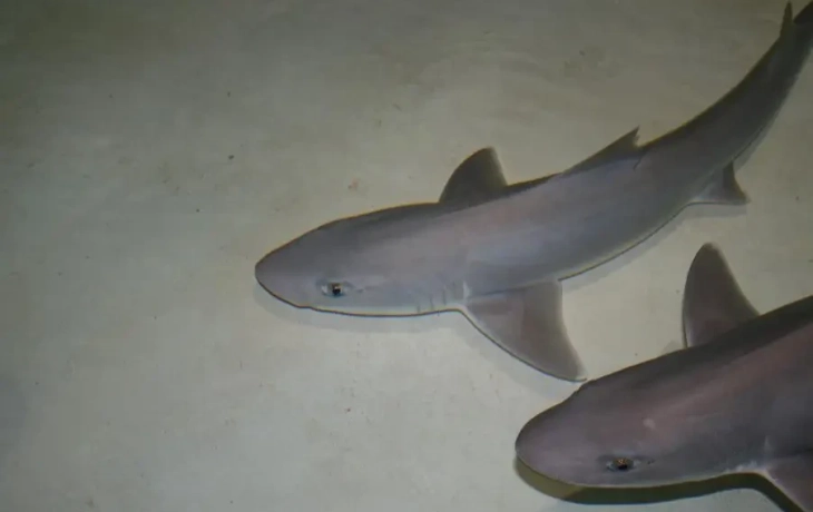Ученые впервые записали звуки, которые издают акулы &nbsp;