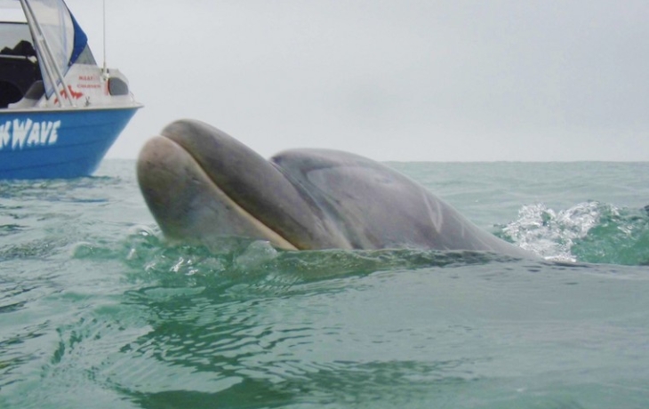 Рыбаки чуть не стали жертвами дельфина