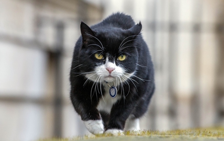 Мышелов МИД Великобритании вернулся с пенсии и стал работать на Бермудах Мышелов МИД Великобритании вернулся с пенсии и стал работать на Бермудах