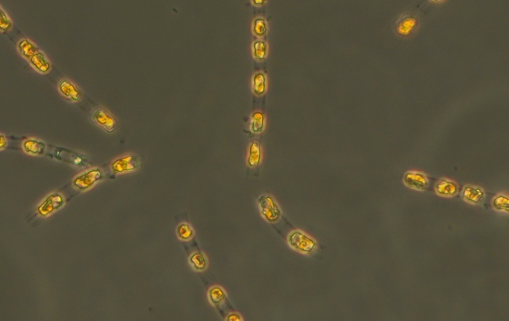 Ученые &laquo;разбудили&raquo; 7000-летние водоросли со дна Балтийского моря