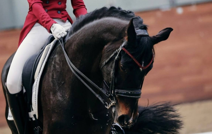Белорусские спортсмены с 2025 года будут выступать на российских соревнованиях по конному спорту