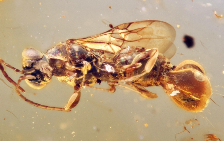 В янтаре нашли осу с хвостом-ловушкой, как у венериной мухоловки