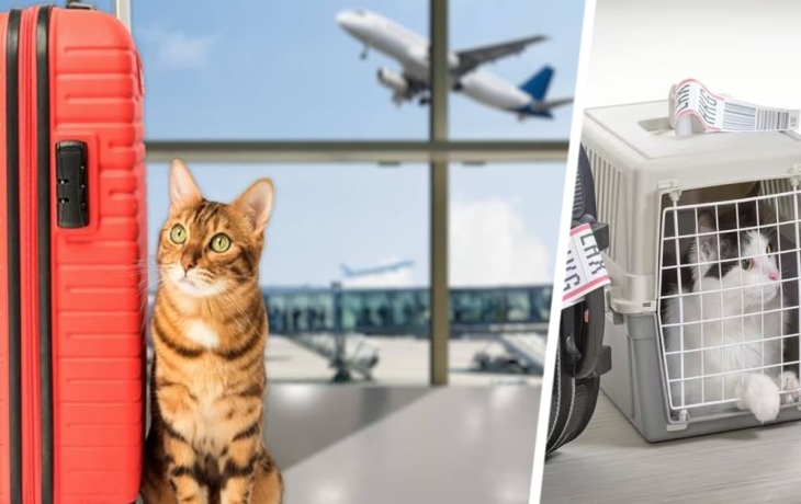 Кошка, которую эгоистичный хозяин «выбросил» в аэропорту, удивила его своей судьбой Кошка, которую эгоистичный хозяин «выбросил» в аэропорту, удивила его своей судьбой