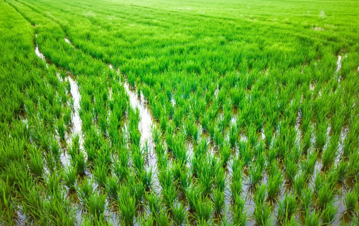 Китайские генетики создали «рис для укрепления здоровья сердечной системы» Китайские генетики создали «рис для укрепления здоровья сердечной системы»