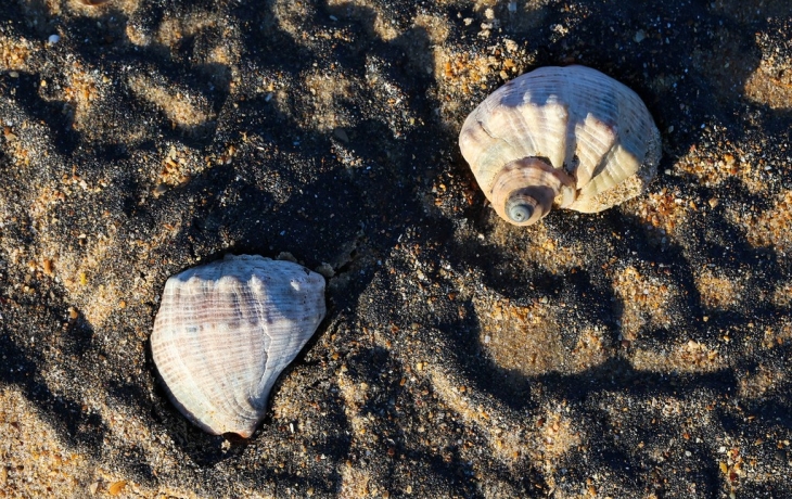 Эколог рассказал, можно ли будет купаться в море после разлива мазута Эколог рассказал, можно ли будет купаться в море после разлива мазута