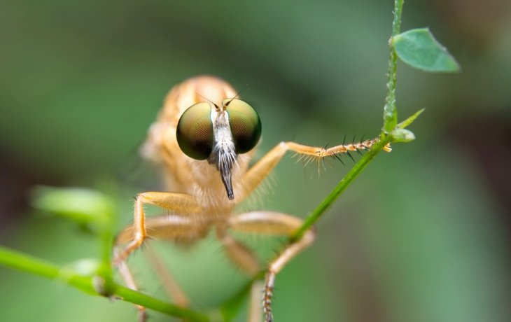 Камера, которая имитирует глаз насекомого, снимает в полумраке 9120 кадров в секунду Камера, которая имитирует глаз насекомого, снимает в полумраке 9120 кадров в секунду