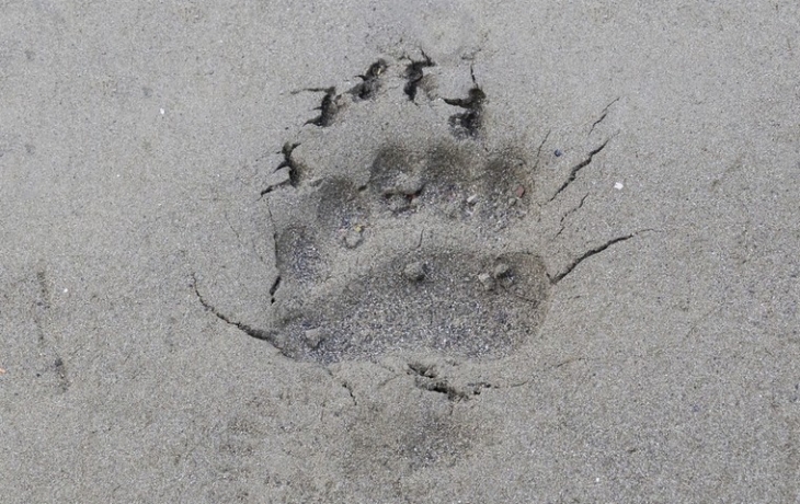 Медведь встал на охрану заброшенного российского храма